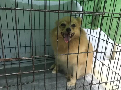 Liabwari Animal Hospital
