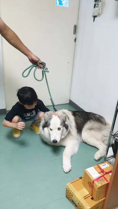 V Pet Hospital