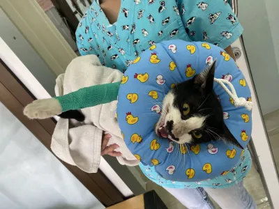 Treatment of second-line animals