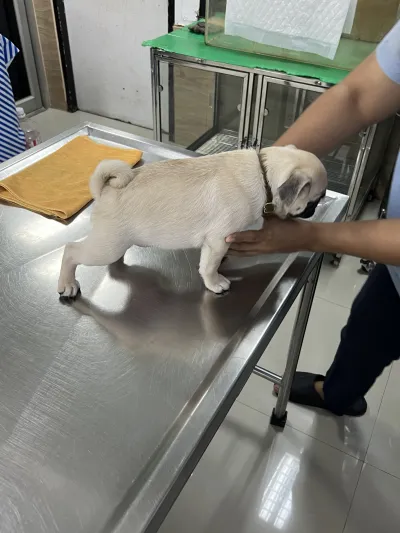 Lak Si Animal Hospital