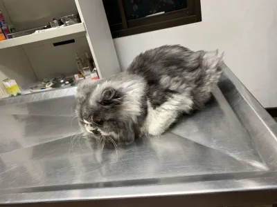 Pet House Animal Treatment