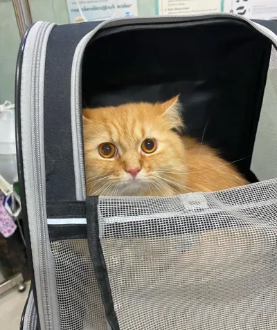 Wansai Animal Hospital