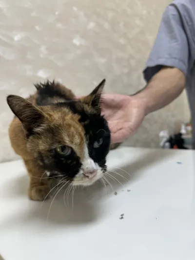 Kwankhet Animal Hospital | Neutering cats, bathing, pet grooming Animal hotels