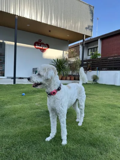 Alpha Pet Care