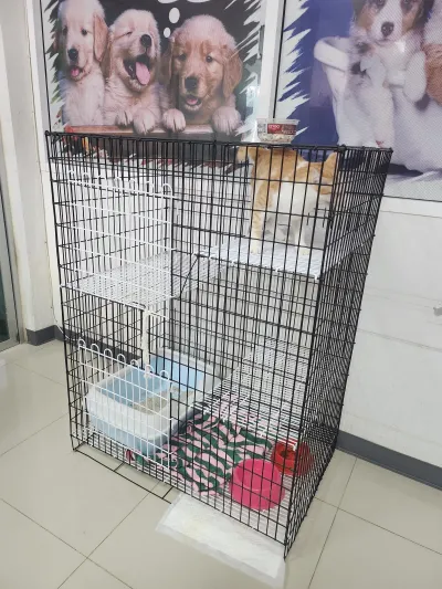 Animal clinic