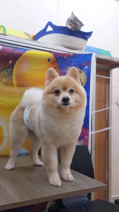 Bath and grooming dogs and cats, fat grooming, Phra Khanong, Sukhumvit