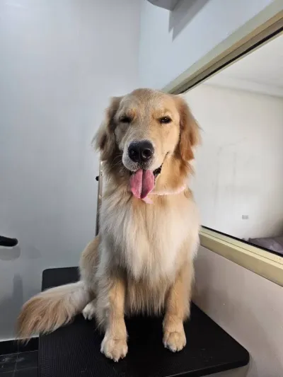 Buddy Pet Grooming