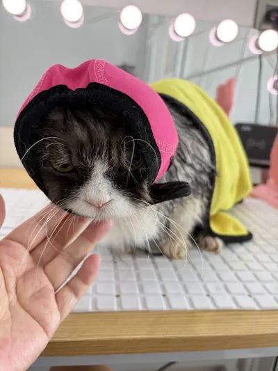 Cat Dip