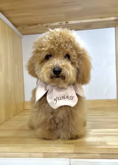 Dog-Kun Grooming