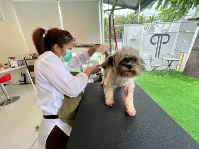 Dogstar grooming