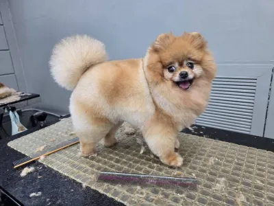 Dream House Grooming