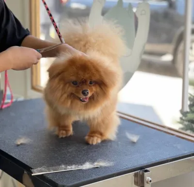 Furry Haus Grooming