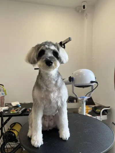 GIGI GROOMING HOUSE