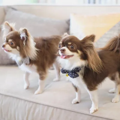 Hato Pet Wellness Center Sukhumvit 39