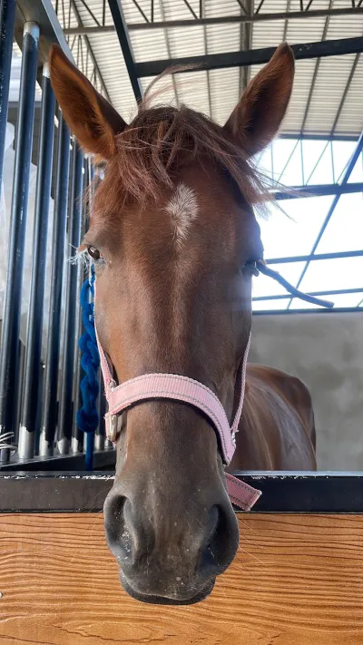 Horse Haven Club