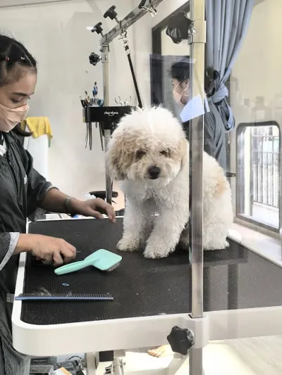 Kensington Pet Salon & Hotel
