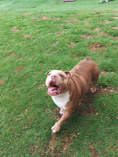 Lookjadogstay