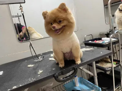 MJ Dog