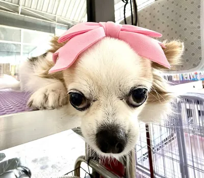 MOMO Grooming