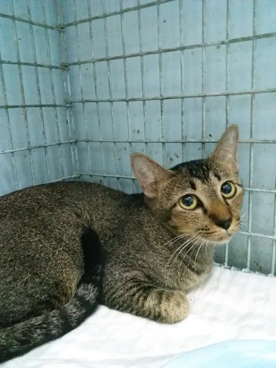 Nuanchan Veterinary