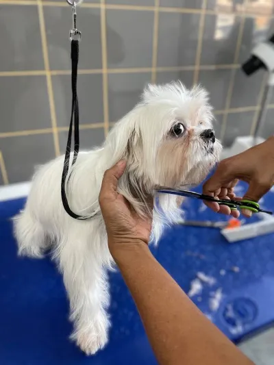 PAMA GROOMING