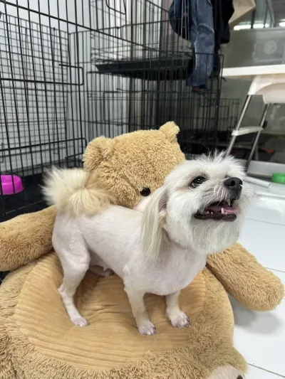 Petch Grooming&spa