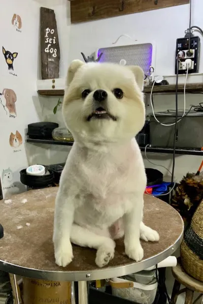 Poseidog