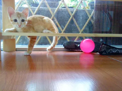 Romyen Pet Clinic