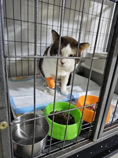 Four-legged veterinarian friend