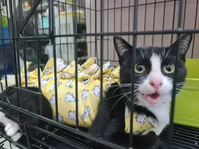 Bancho Sukjai Pet Clinic & happy cat hotel
