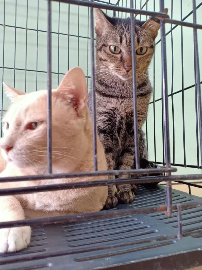 Wiang Ping Animal Treatment