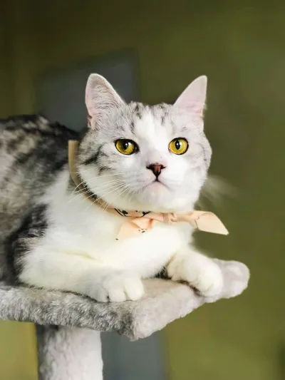 Banmo pet clinic