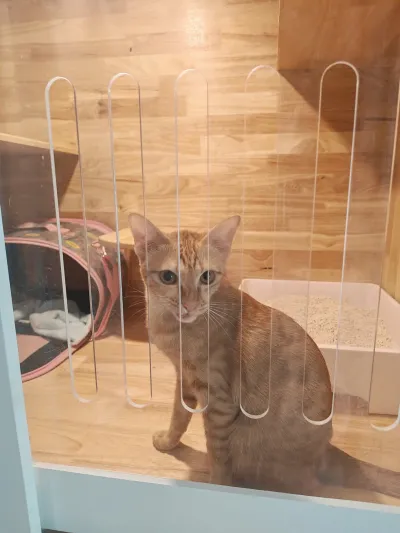 Charconar Cat Hotel & Home Coffee