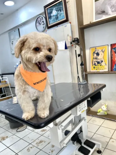 Groomer