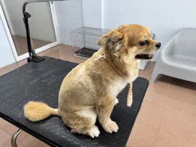 Grooming