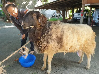 Namtang Animal Clinic