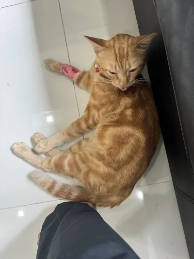 PET CMU