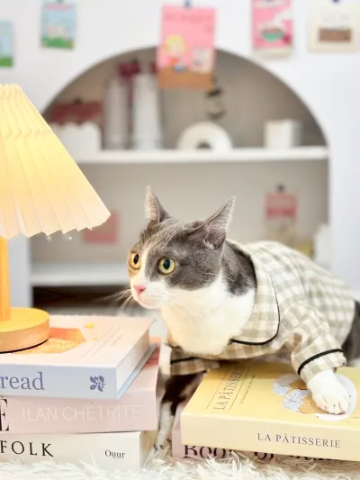 Royal Cat Grooming & Hotel