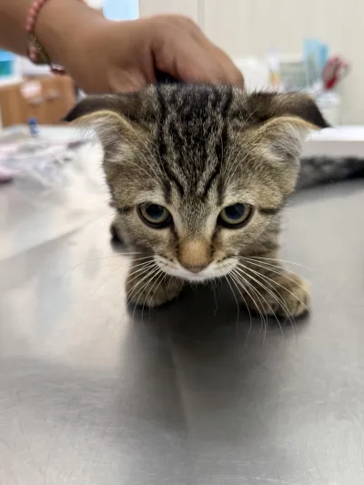 Kitty Care Vet Clinic