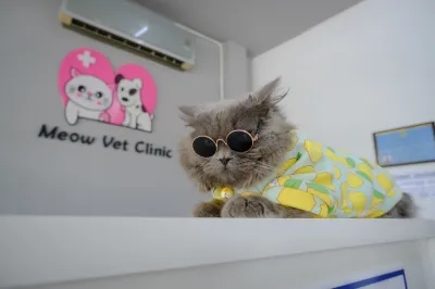 Meow Vet Clinic