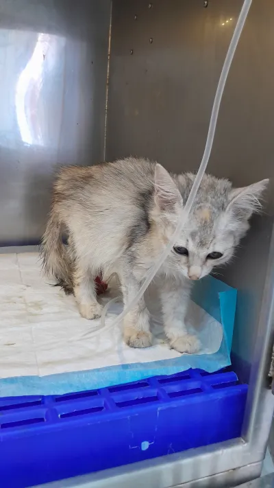 Animal Protection Clinic