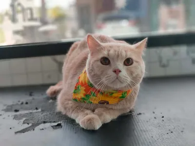 Cat and dog salon