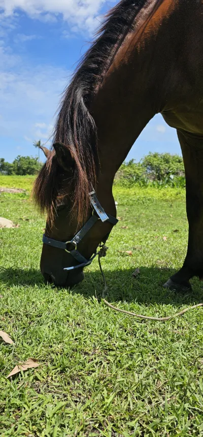 Krabi Horse Riding