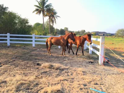 Mafia Dhang Pu Ph a- Horse Ridding School