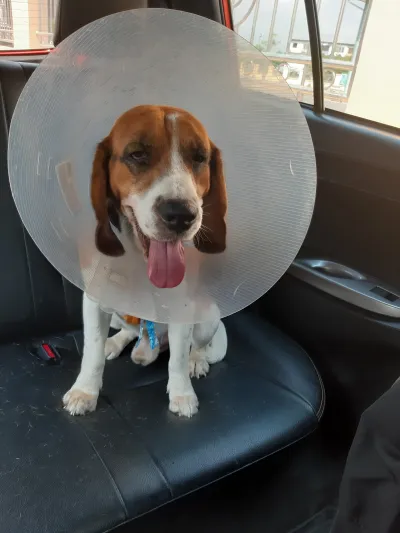 Dr Suthy Animal Clinic