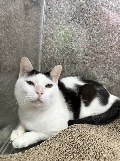 Rattanathibet Animal Hospital, Pathum Thani