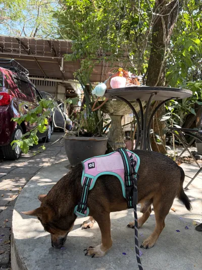Hathaimitr Veterinarian
