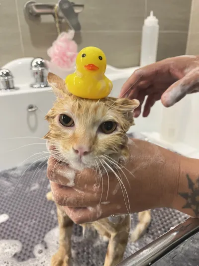 Hato Animal Hospital Rangsit