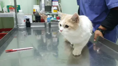 Banraksat Animal Hospital