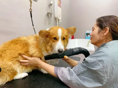 Bathin & Grooming dogs , cats & bathing dogs , cats,dog hotel